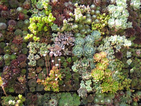Succulents for your Wedding Decorations?